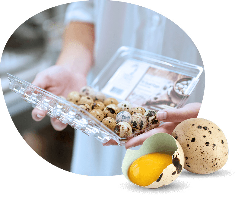 Quail eggs in carton