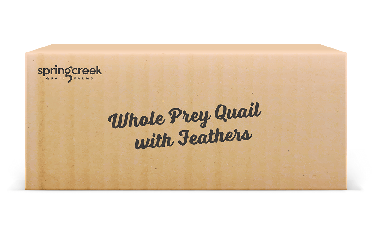 Whole Prey Quail with Feathers